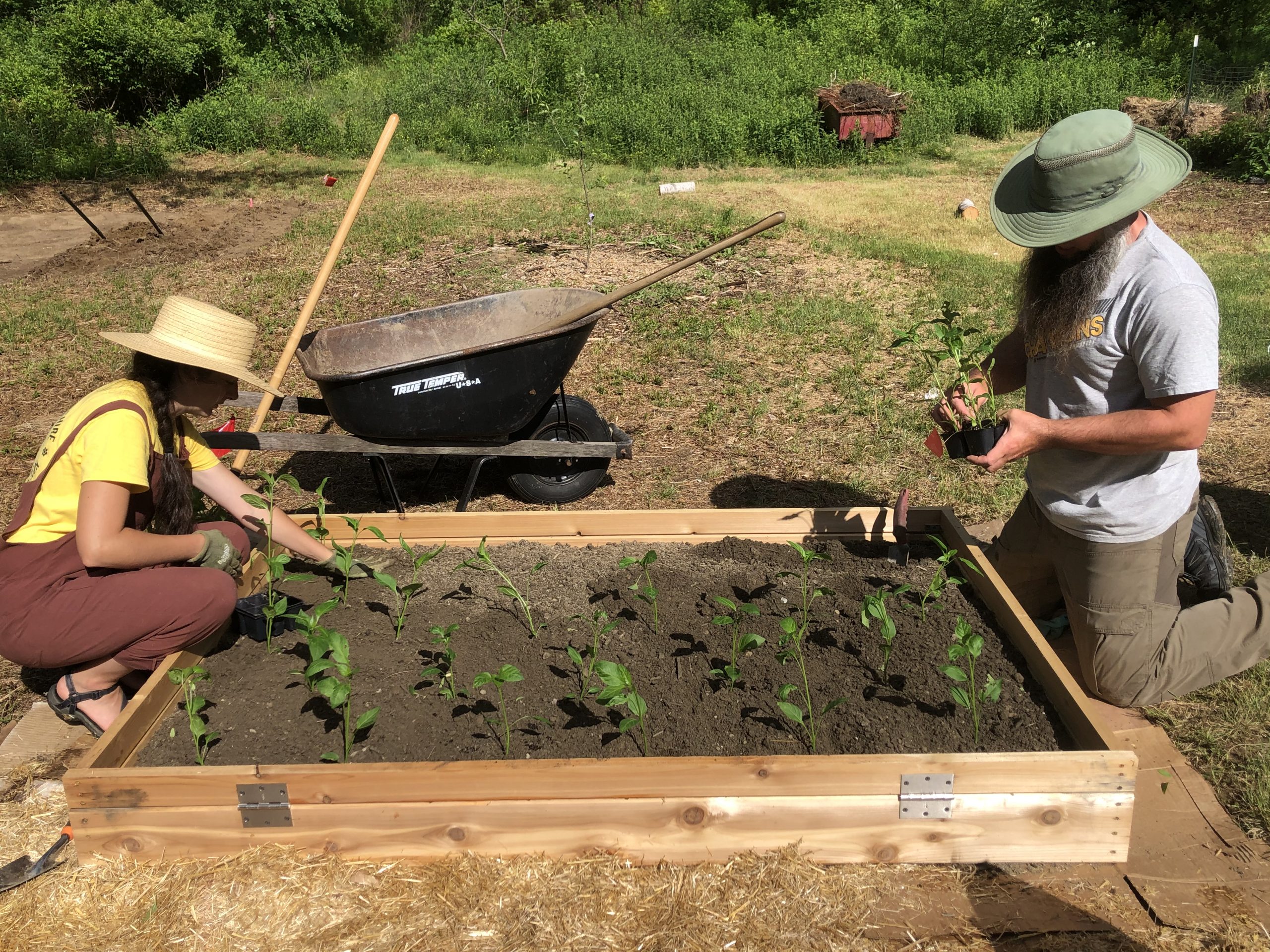 Two gardeners planting young pepper plants in a wooden raised garden bed with tools and a wheelbarrow nearby.