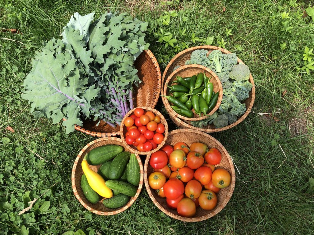 An assortment of fresh vegetables including kale, tomatoes, cucumbers, zucchini, jalapeños, and broccoli arranged in woven baskets on grass.