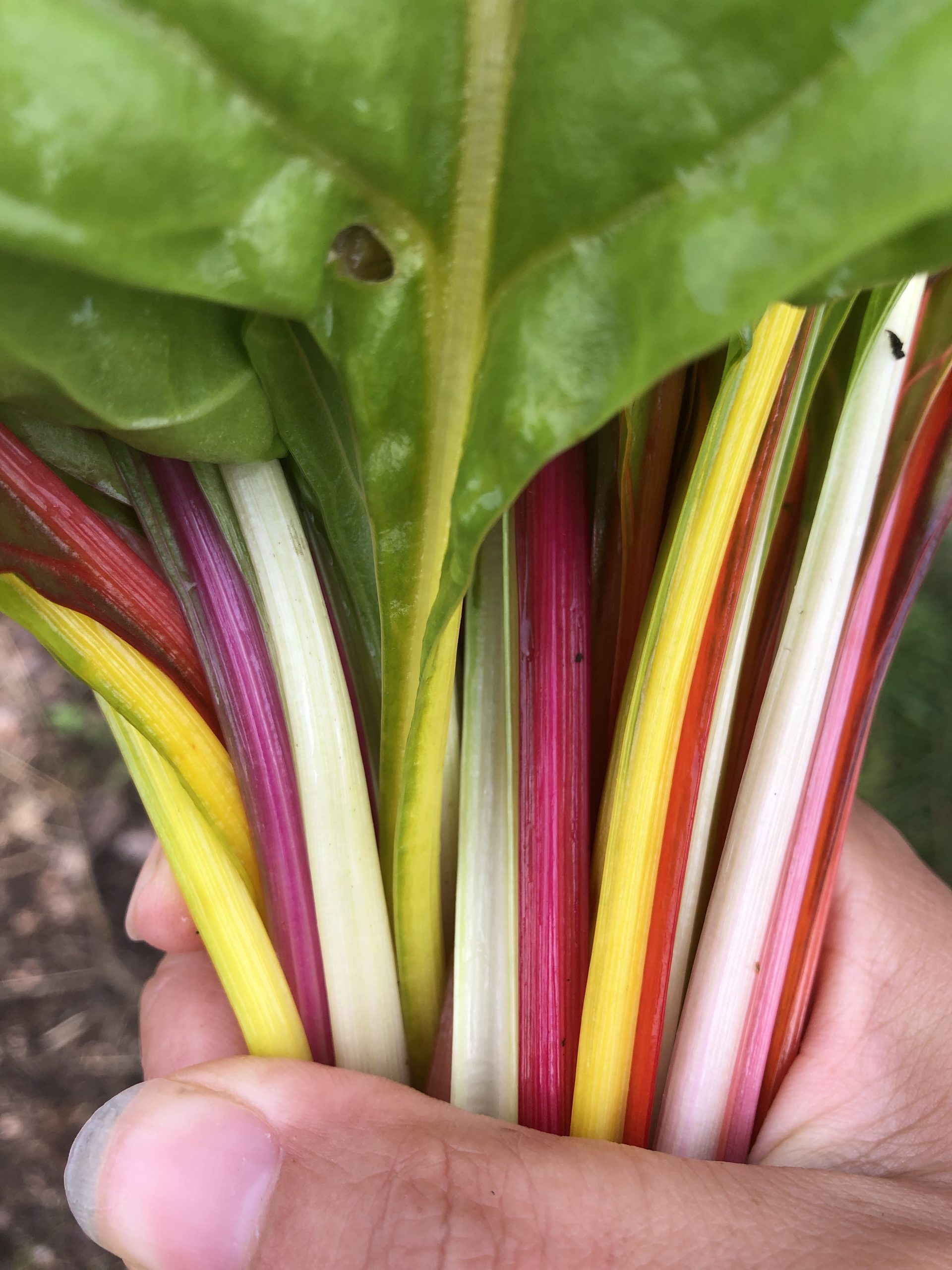 A hand holding a bunch of freshly harvested rainbow Swiss chard with vibrant red, yellow, and white stems.