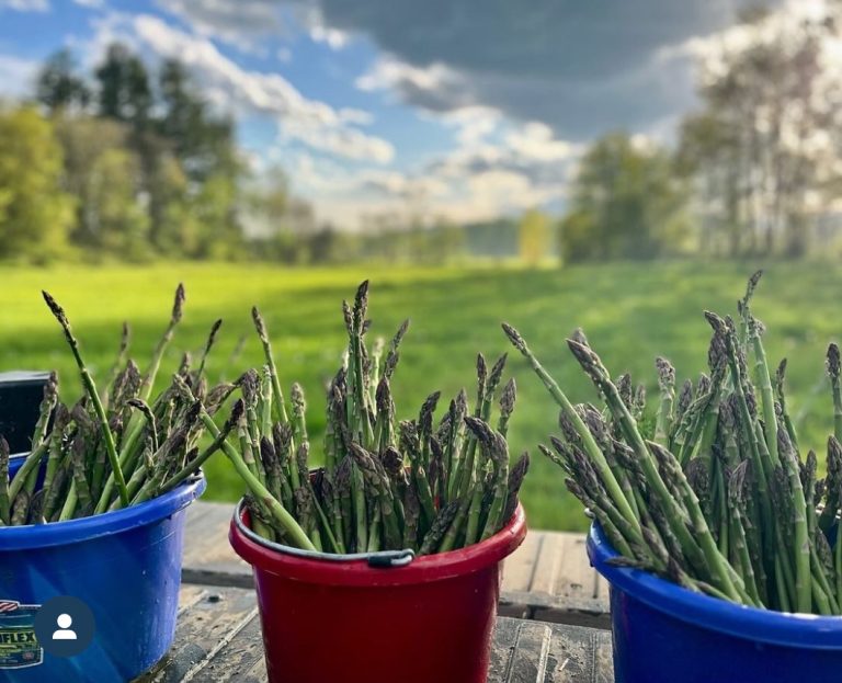 Colorful buckets filled with freshly harvested asparagus set against a scenic farm backdrop.