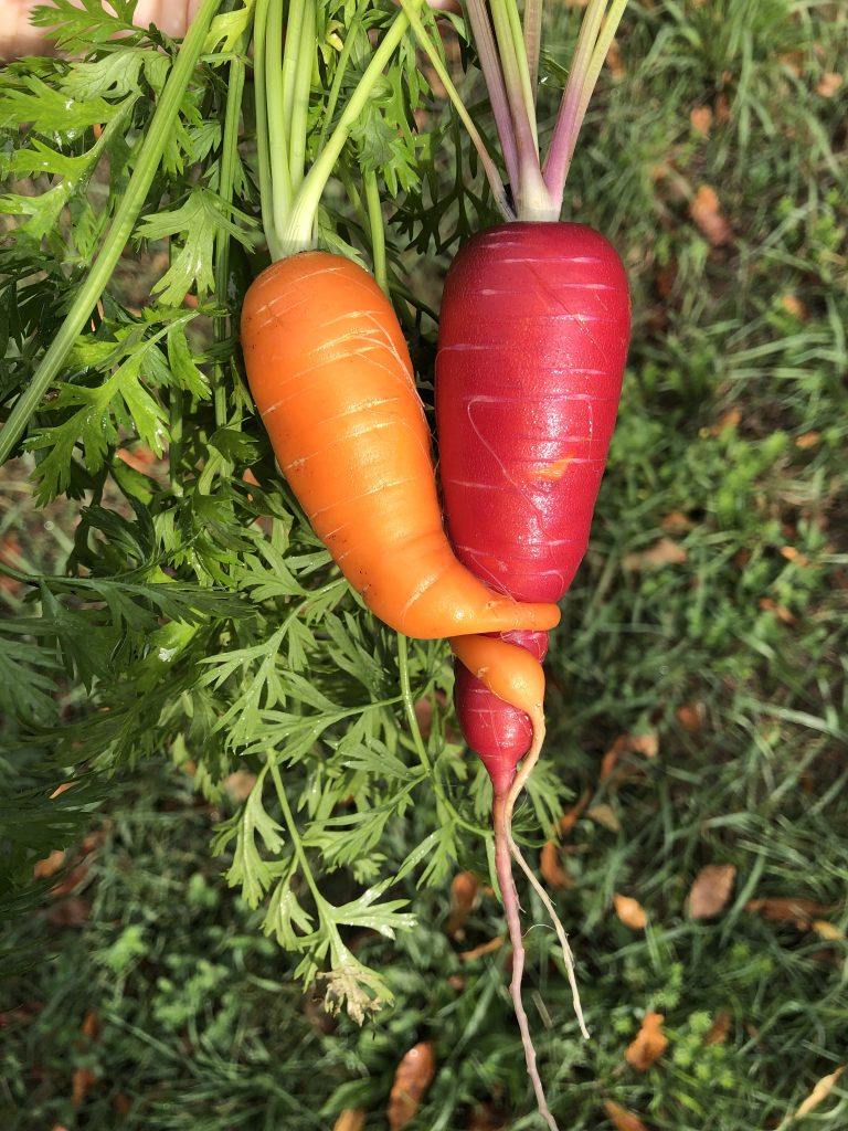 Two freshly harvested carrots, one orange and one red, intertwined with green tops.