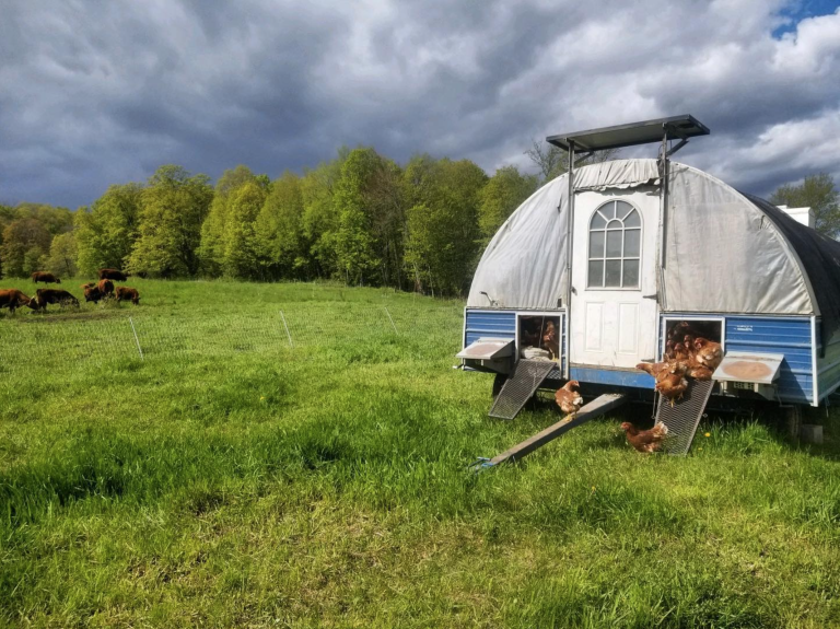 A portable chicken coop with hens roaming freely on lush green pasture, with cows grazing in the background.