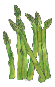 Watercolor illustration of fresh green asparagus spears with detailed tips.