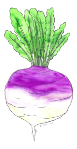 Watercolor illustration of a purple and white turnip with leafy green tops.