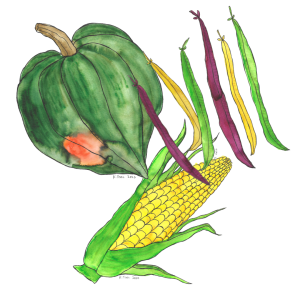 Watercolor illustration of an acorn squash, an ear of corn, and multicolored beans in green, yellow, and purple.