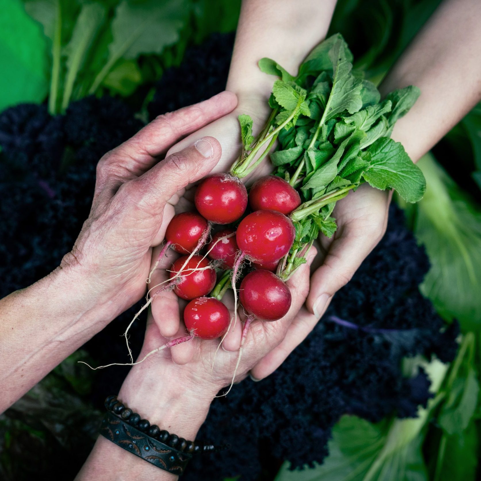 A close-up of hands exchanging a bunch of freshly harvested radishes. The background features leafy greens and a green reusable bag with the logo and name 'Heart & Soil Collective Inc.' A butterfly tattoo is visible on one of the hands.