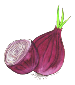 Watercolor illustration of two red onions, one whole with green sprouts and one sliced in half showing its rings.