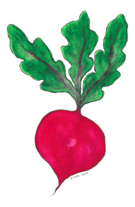 Watercolor illustration of a red radish with green leafy tops.