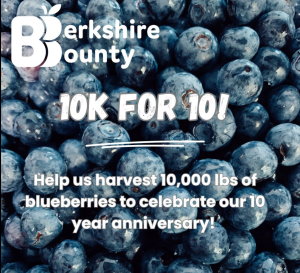 Berry Gleaning with Berkshire Bounty!